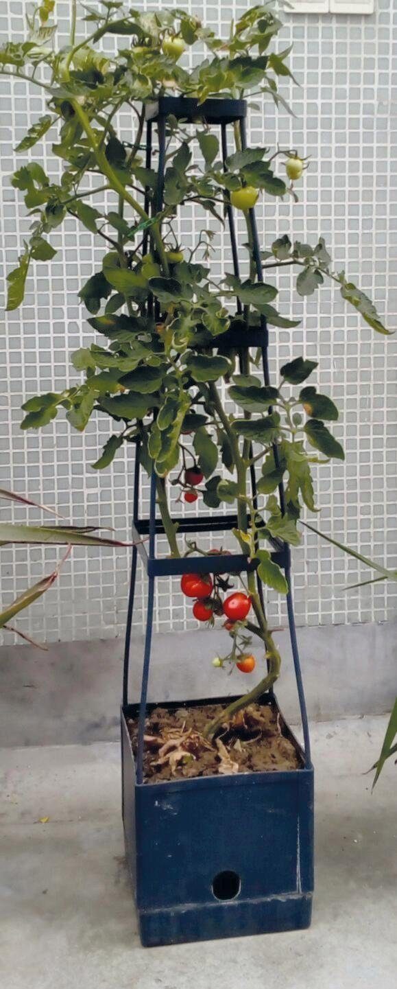 Garden Tower Pflanzkübel Think Tomaten