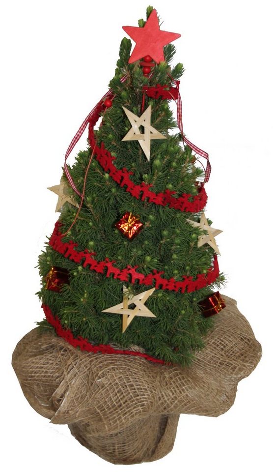 konifere 187 weihnachtsbaum 171 in rot lieferh 246 he 25 cm online konifere 187 weihnachtsbaum 171 in rot lieferh 246 he 25 cm online