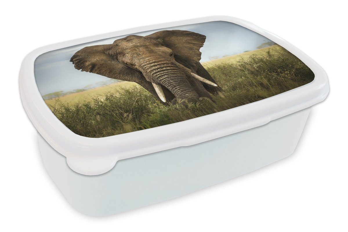 MuchoWow Lunchbox Elefant - Tiere - Gras, Kunststoff, (2-tlg), Brotbox für Kinder und Erwachsene, Brotdose, für Jungs und Mädchen weiß