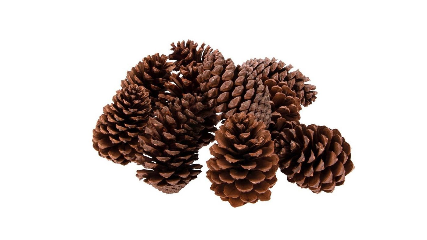 Thumbnail - NaDeco Bastelnaturmaterial Pinus maritima, Größe 10-14cm, Natur, 10 Stück Tannenzapfen