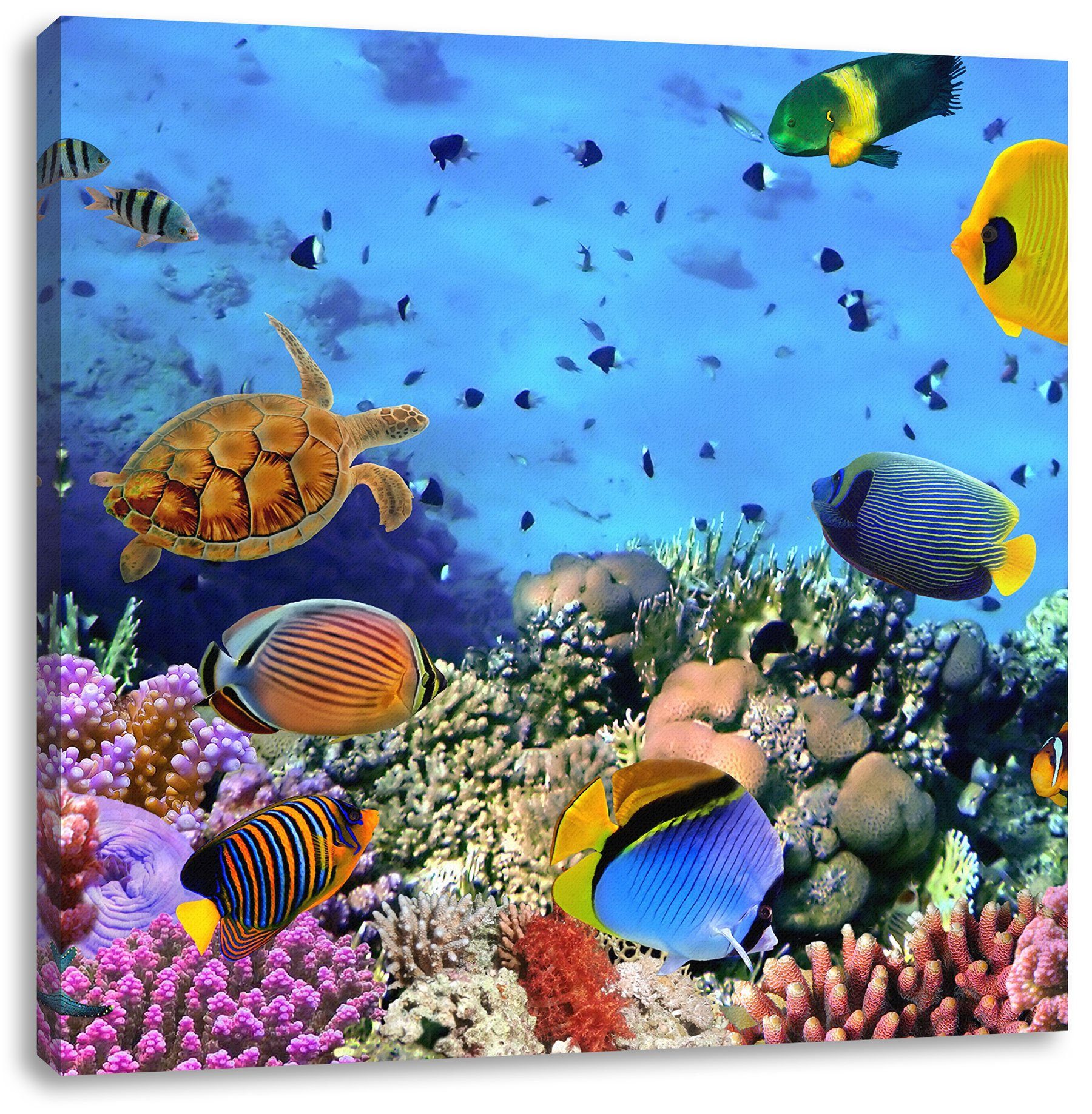 Pixxprint über inkl. bespannt, Korallenriff (1 Zackenaufhänger über Korallenriff, Leinwandbild Fische Fische fertig St), Leinwandbild