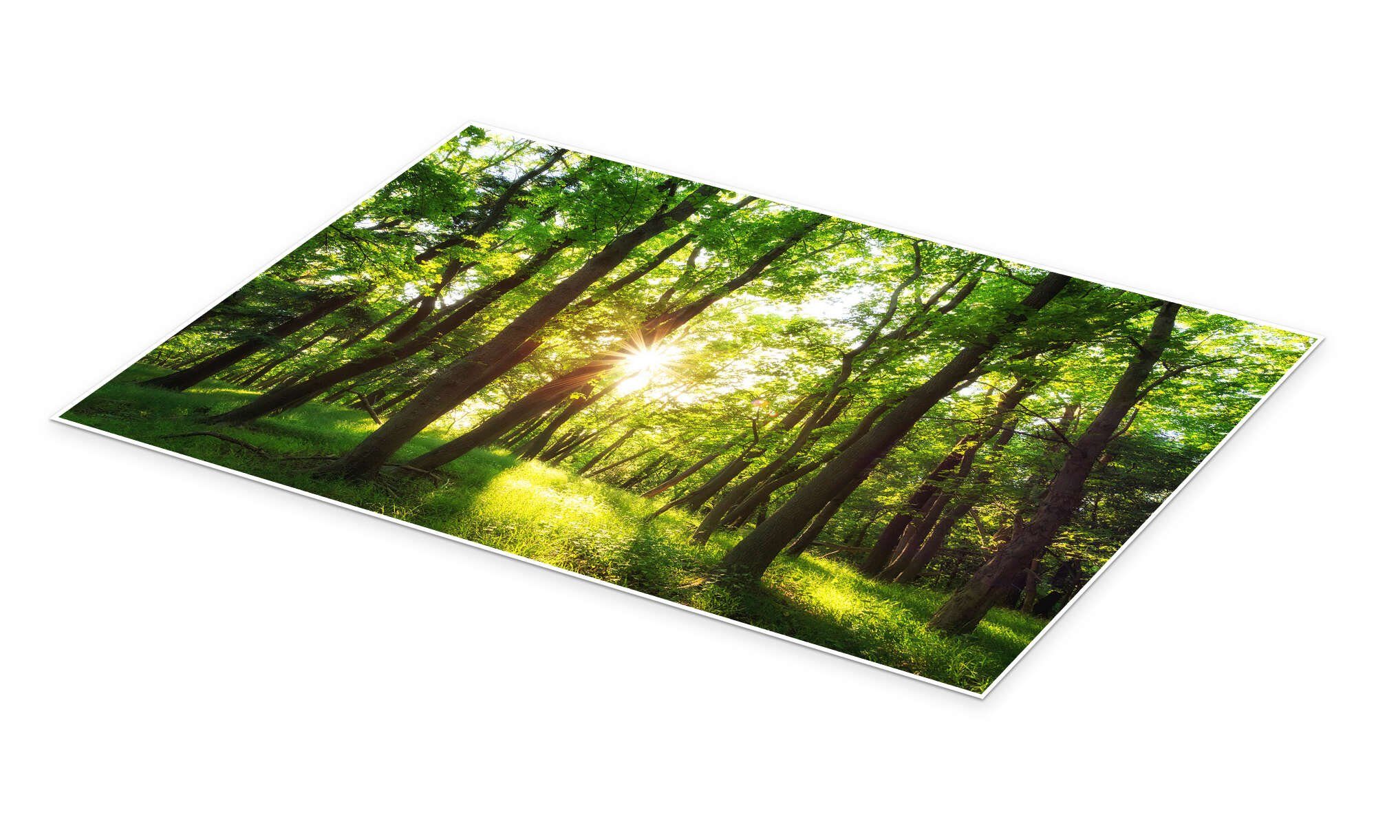 Posterlounge Poster Oliver Henze, Frühling in günstig online kaufen