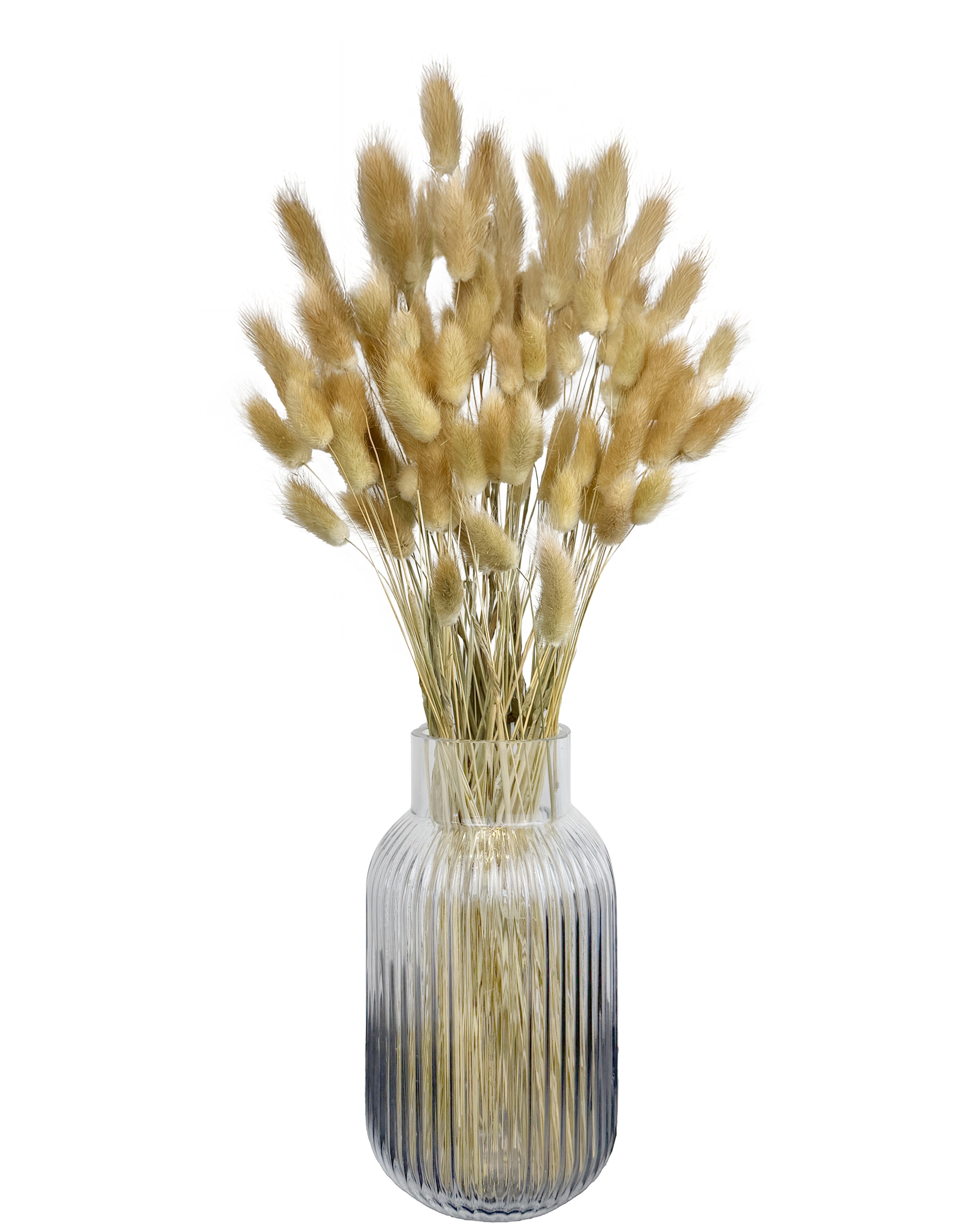 Trockenblume Getrocknetes Hasenschwanzgras, Trockenblumen, Lagurus Pampasgr günstig online kaufen