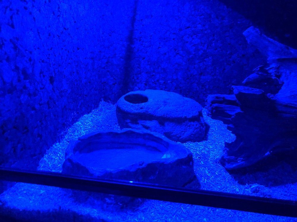 ReptiZoo Terrarienleuchte ReptiZoo LED Terrarienlampe, 6 Watt (13x9 cm) (LED001)