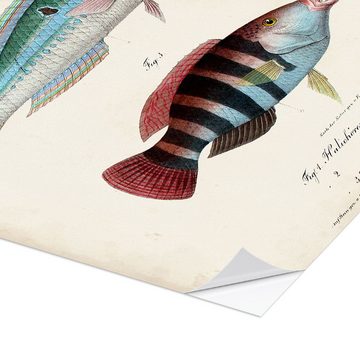 Posterlounge Wandfolie Vision Studio, Antikes Fisch-Trio, Badezimmer Maritim Illustration