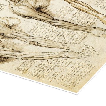 Posterlounge Poster Leonardo da Vinci, Muskeln von Schulter, Arm und Hals, Illustration