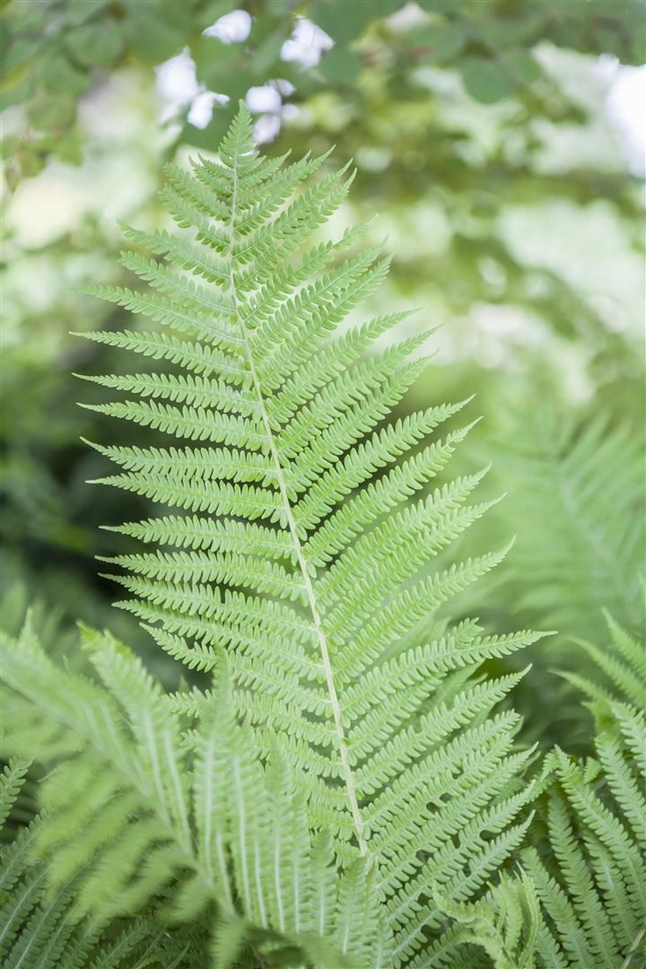 Pflanzen für Dich Gräser Athyrium filix-femina, 1 St., Frauenfarn, Gemeiner Frauenfarn, Wald-Frauenfarn, feingliedrig, schattenverträglich