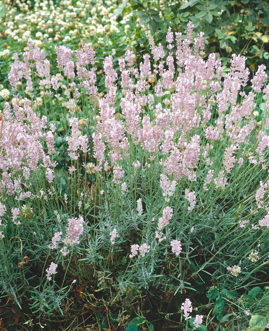 Pflanzen für Dich Staude Lavandula ang. Hidcote Pink, 1 St., Lavendel, Echter Lavendel