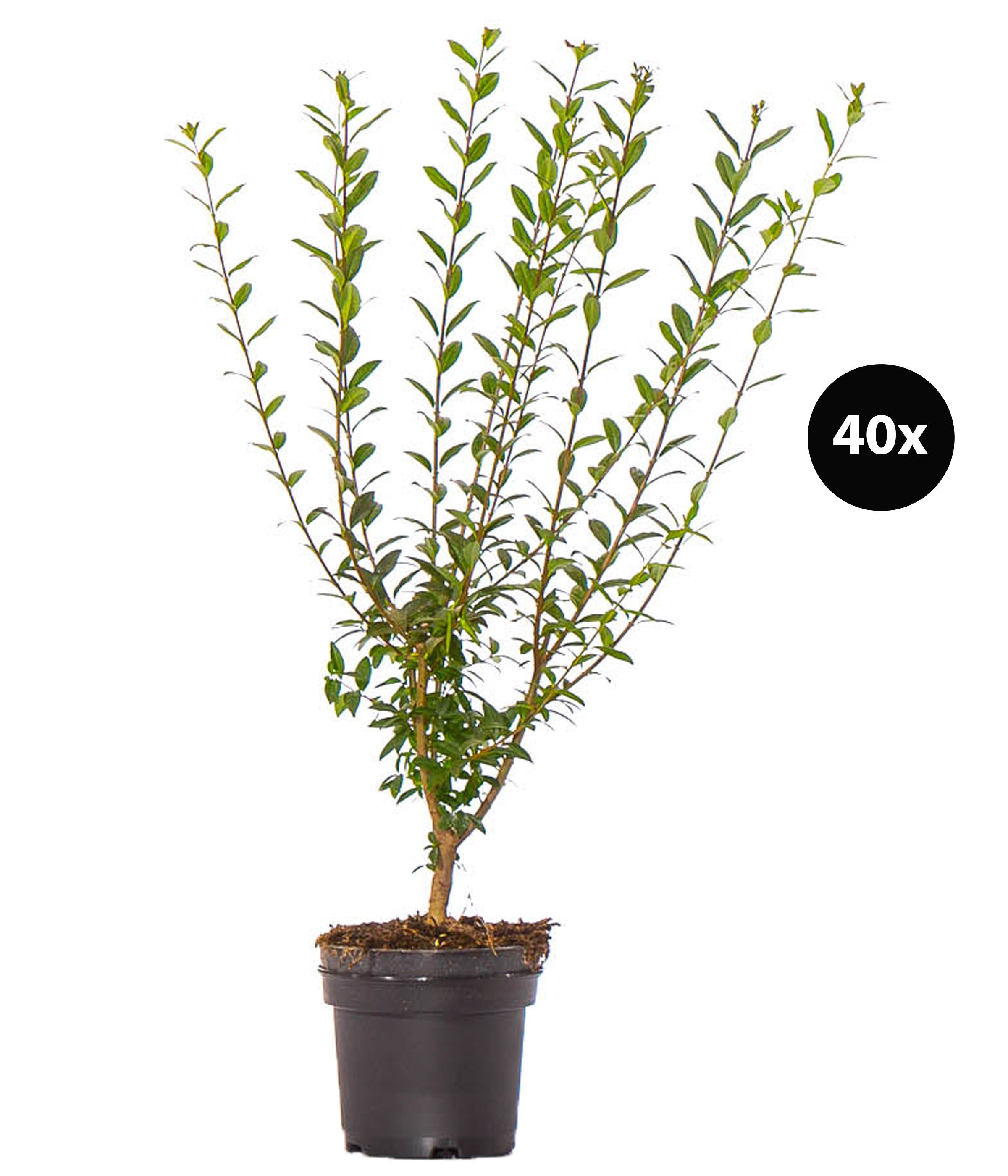 Dehner Hecken Gemeiner Liguster, 40 Pflanzen, für 10 Meter Hecke, 60-100 cm, wintergrüne Sichtschutz-Hecke, weiße Blüten ab Juni