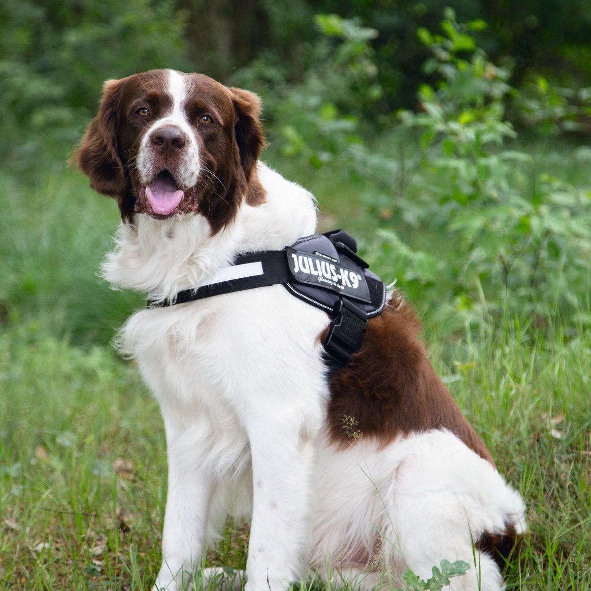Julius-K9 Hunde-Powergeschirr Hundegeschirr anthrazit