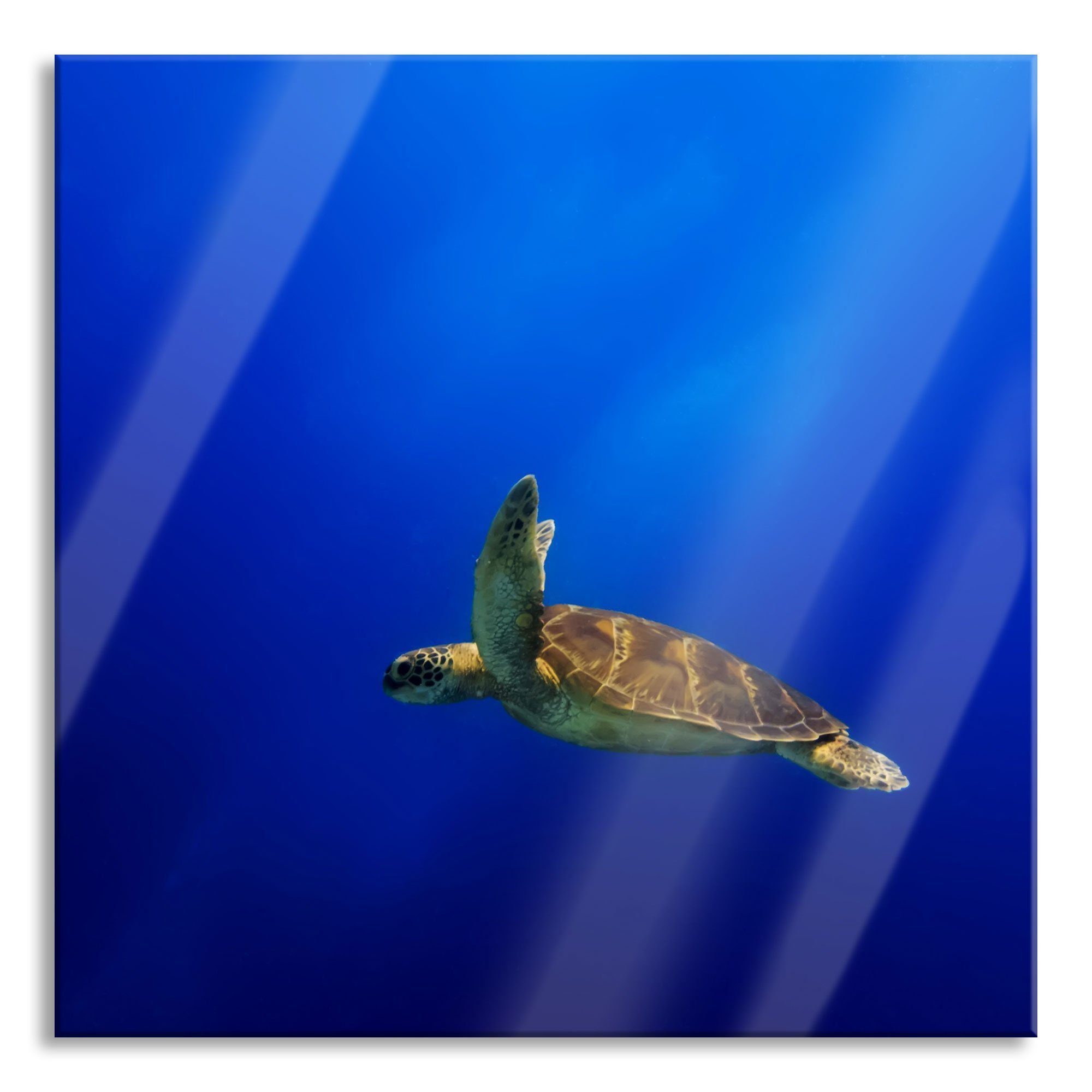 Pixxprint Glasbild Alte Schildkröte im Meer, Alte Schildkröte im Meer (1 St), Glasbild aus Echtglas, inkl. Aufhängungen und Abstandshalter