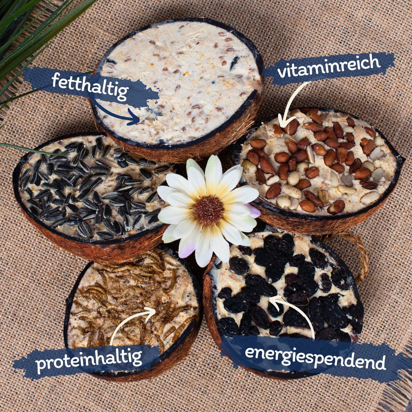 Lyra Pet 10 Stk. Lyra Pet® Halbe Kokosnuss gefüllt mit Topping, für: Wildvogel