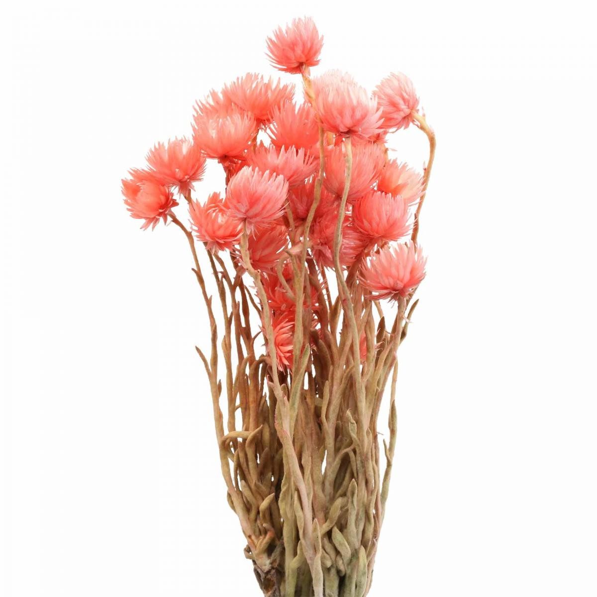 Trockenblume Trockenblumen Capblumen Lachs Strohblumen Deko günstig online kaufen
