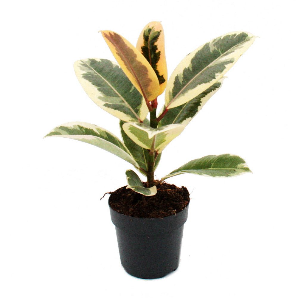 Exotenherz Zimmerpflanze Weissbunter Gummibaum - Ficus elastica "Tineke" - 11cm Topf