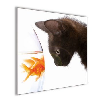 artissimo Glasbild Glasbild 30x30cm Bild Tiere Goldfisch Katze Foto, Tiere: Goldfisch