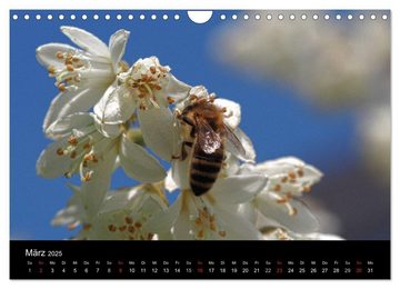 CALVENDO Wandkalender Arbeitsbienen (Wandkalender 2025 DIN A4 quer), CALVENDO Monatskalender