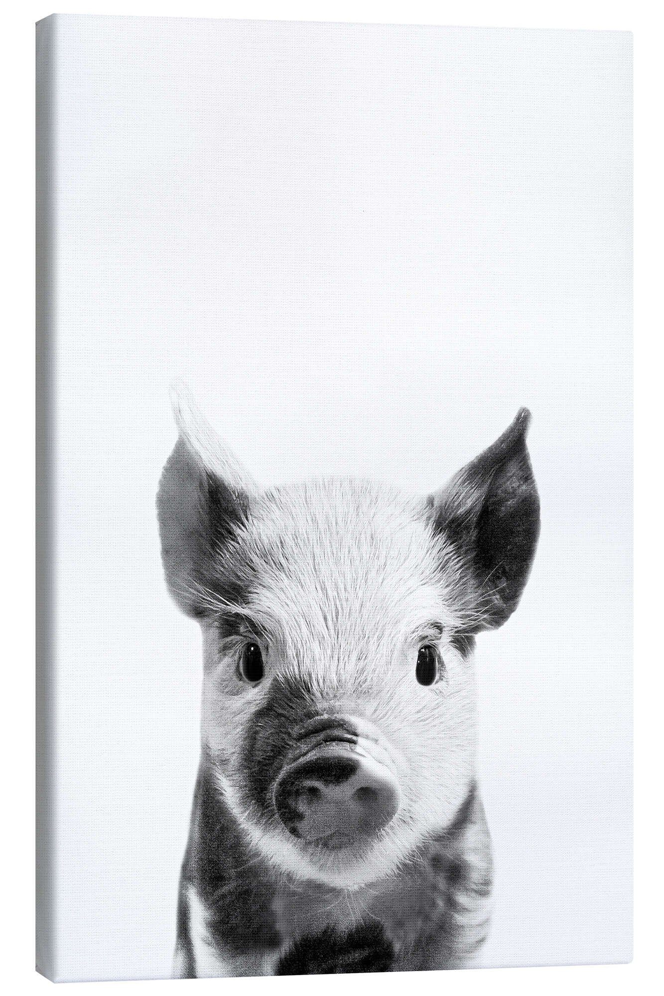 Wandbild Junges Ferkel
