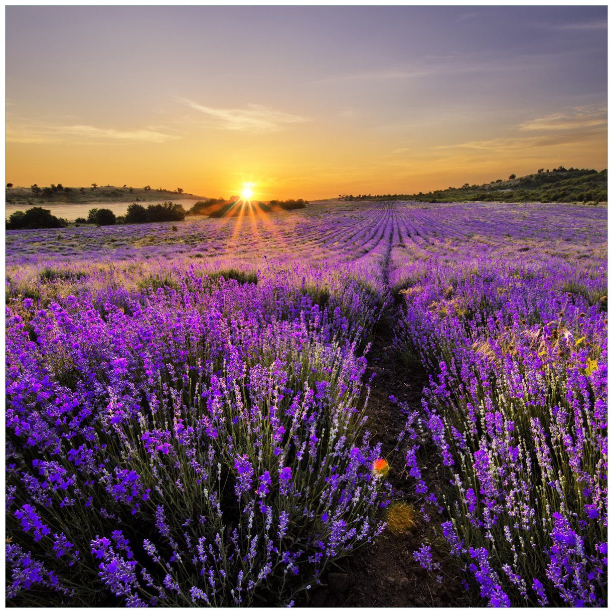 Wallario Glasbild, Sonnenuntergang über dem Lavendel, in verschiedenen Ausführungen