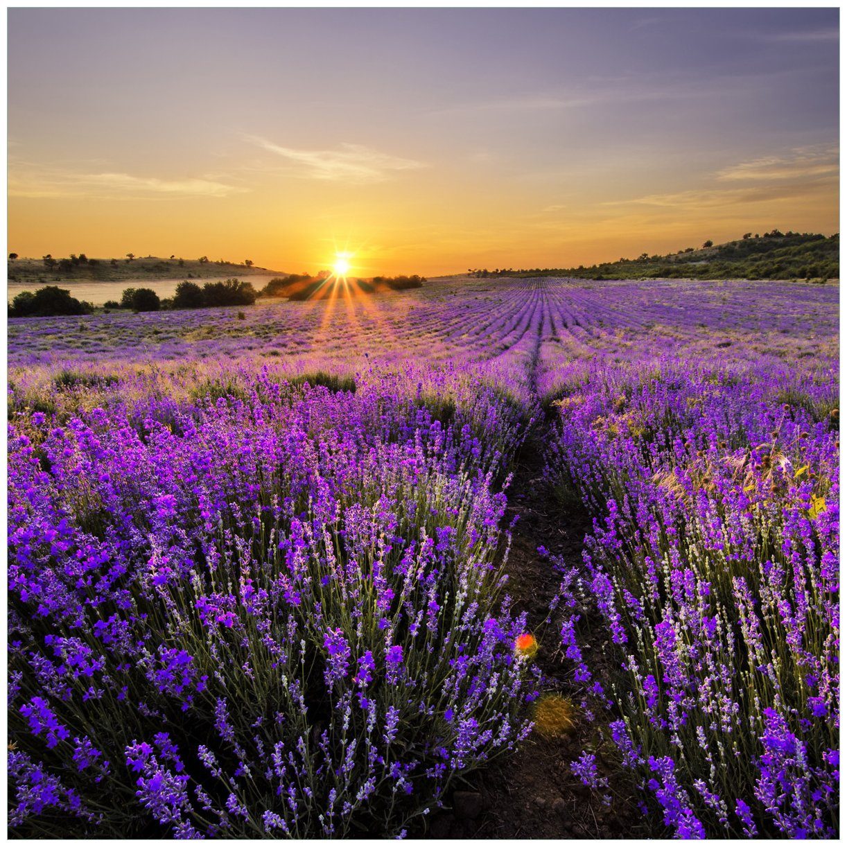 Wallario Glasbild, Sonnenuntergang über dem Lavendel, günstig online kaufen