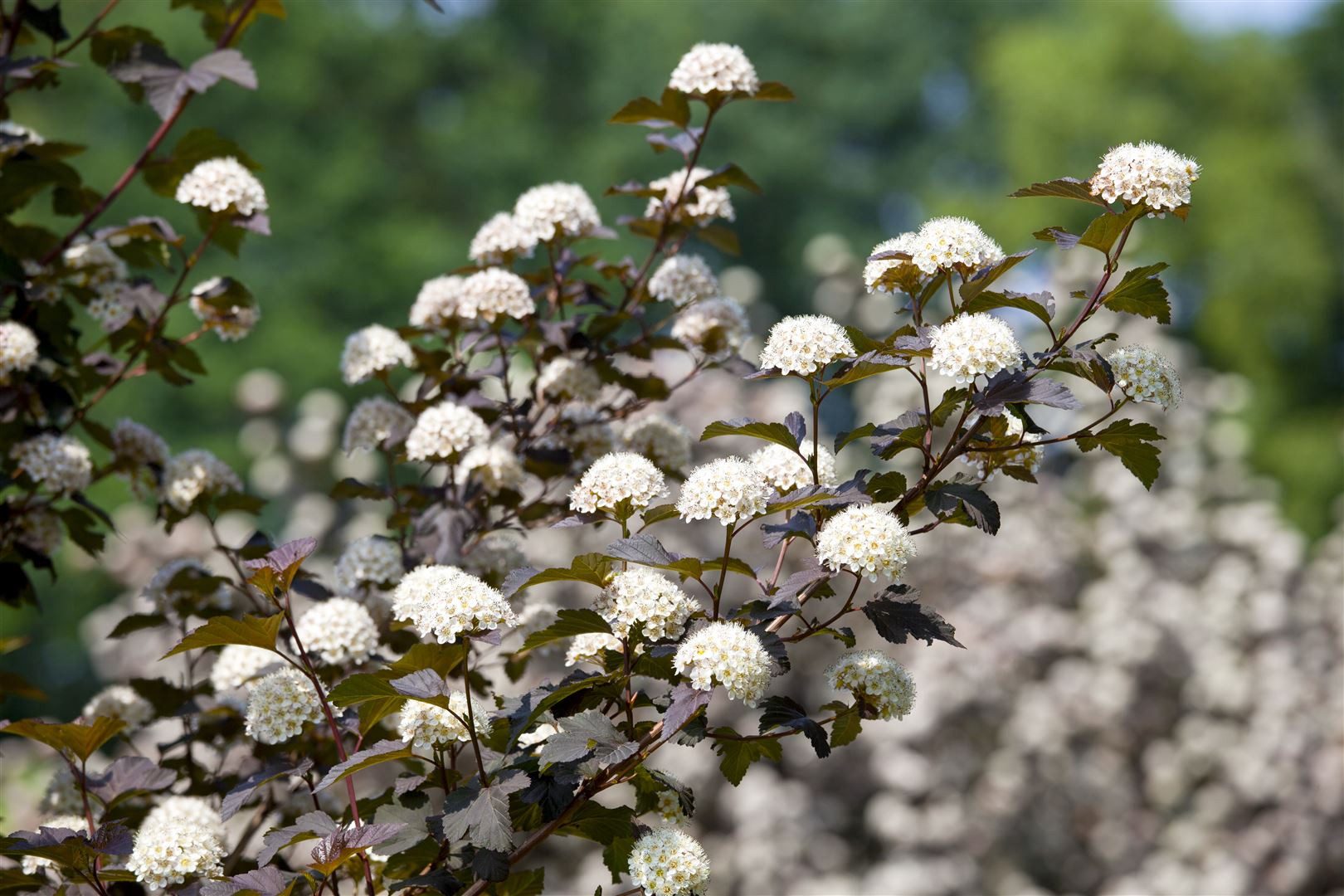 Pflanzen für Dich Gehölze Physocarpus opul. Diabolo, 1 St., Blasenspiere, Teufelsstrauch