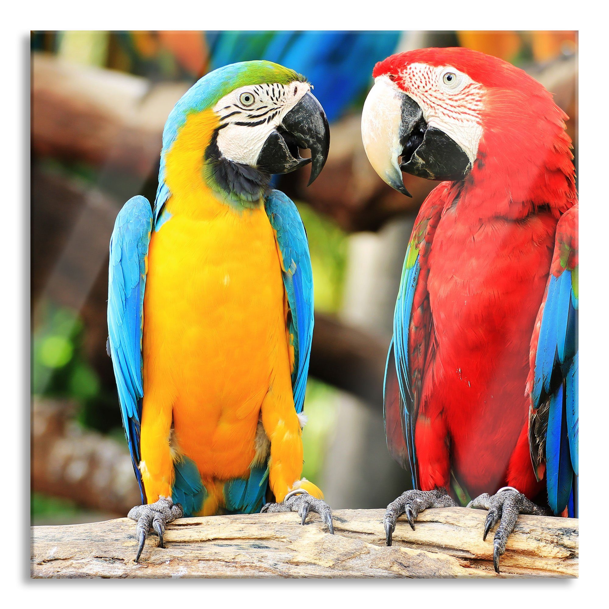 Pixxprint Glasbild Zwei Papageien auf einem Ast, Zwei Papageien auf einem Ast (1 St), Glasbild aus Echtglas, inkl. Aufhängungen und Abstandshalter