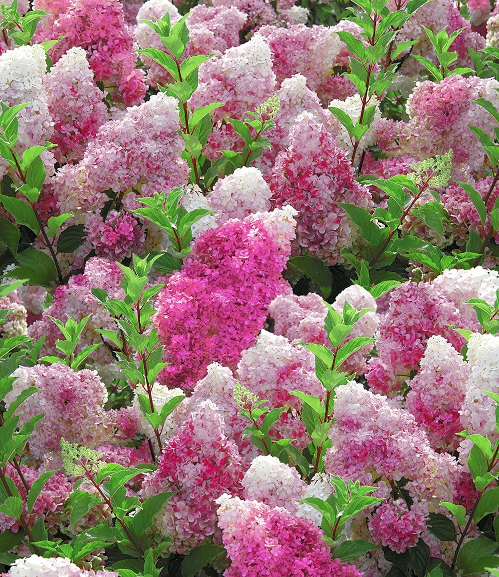 BALDUR Garten Zierstrauch Freiland-Hortensie 'Vanille Fraise®', 1 St., Rispenhortensien, winterhart, mehrjährig, pflegeleicht