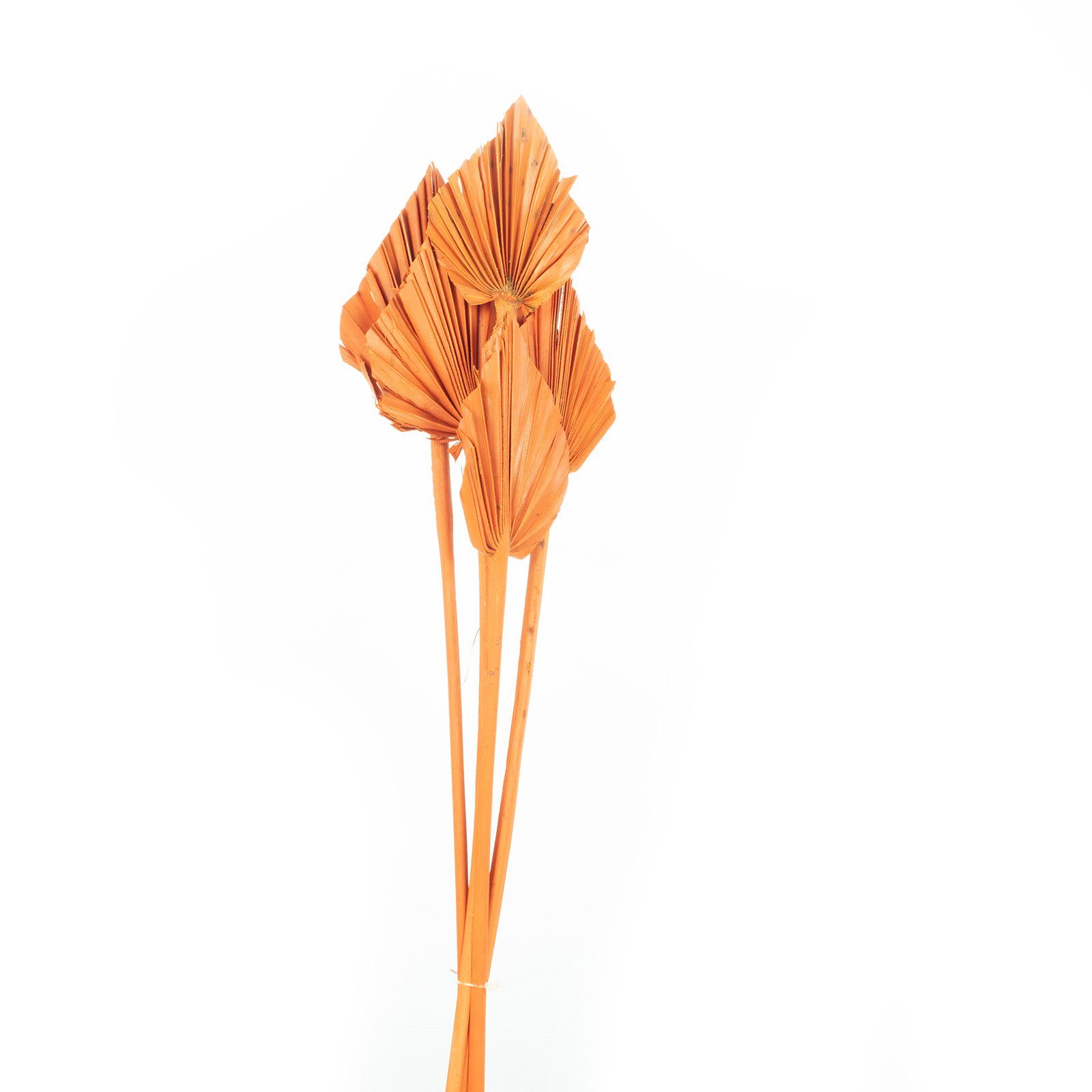 Trockenblume Palmspear mini - 100 Stück Beutel - curry-gelb, Vosteen