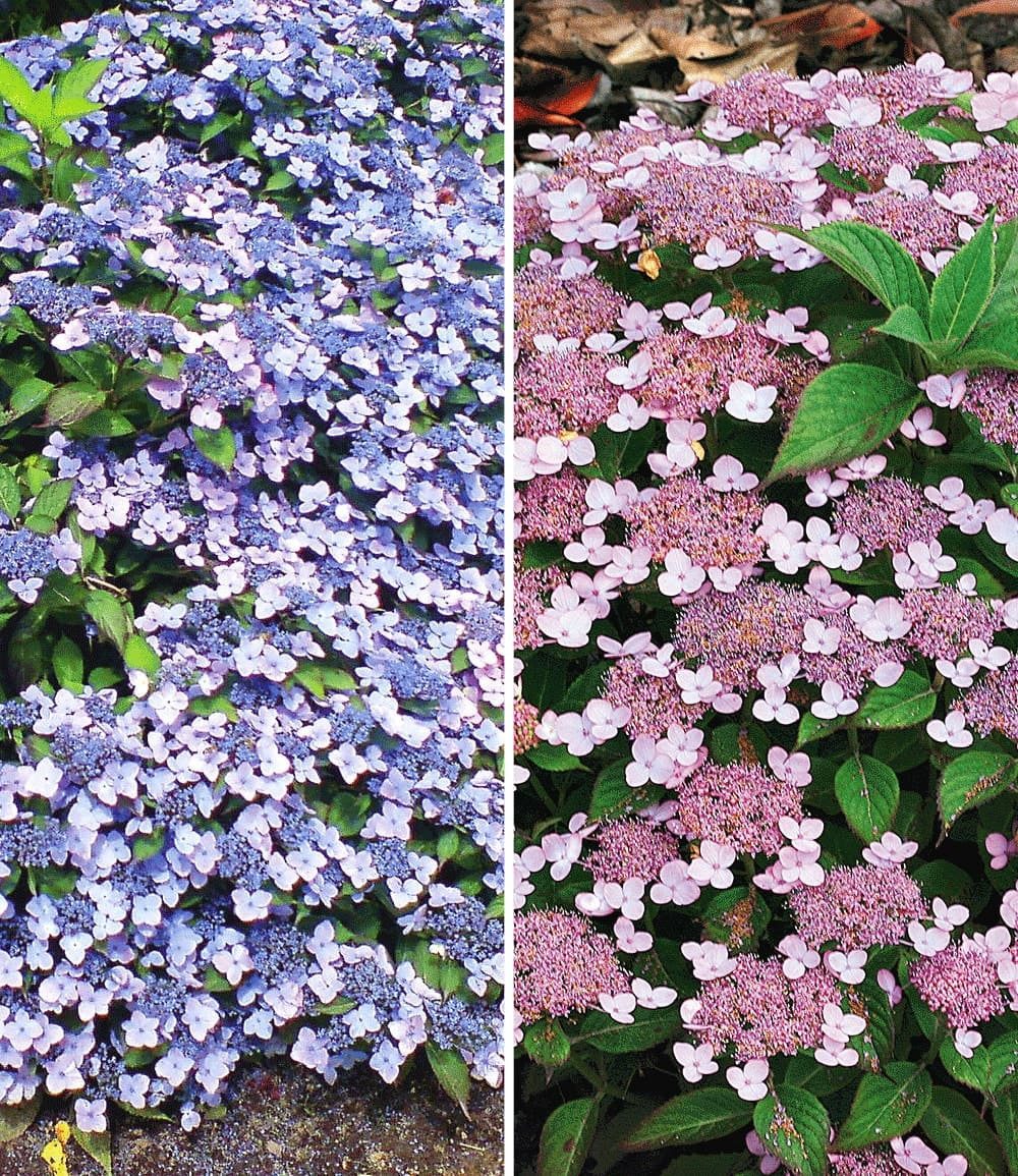 BALDUR Garten Zierstrauch Zwerg-Hortensien-Kollektion, 2 St., Steinbrechgewächs, winterhart, mehrjährig, pflegeleicht