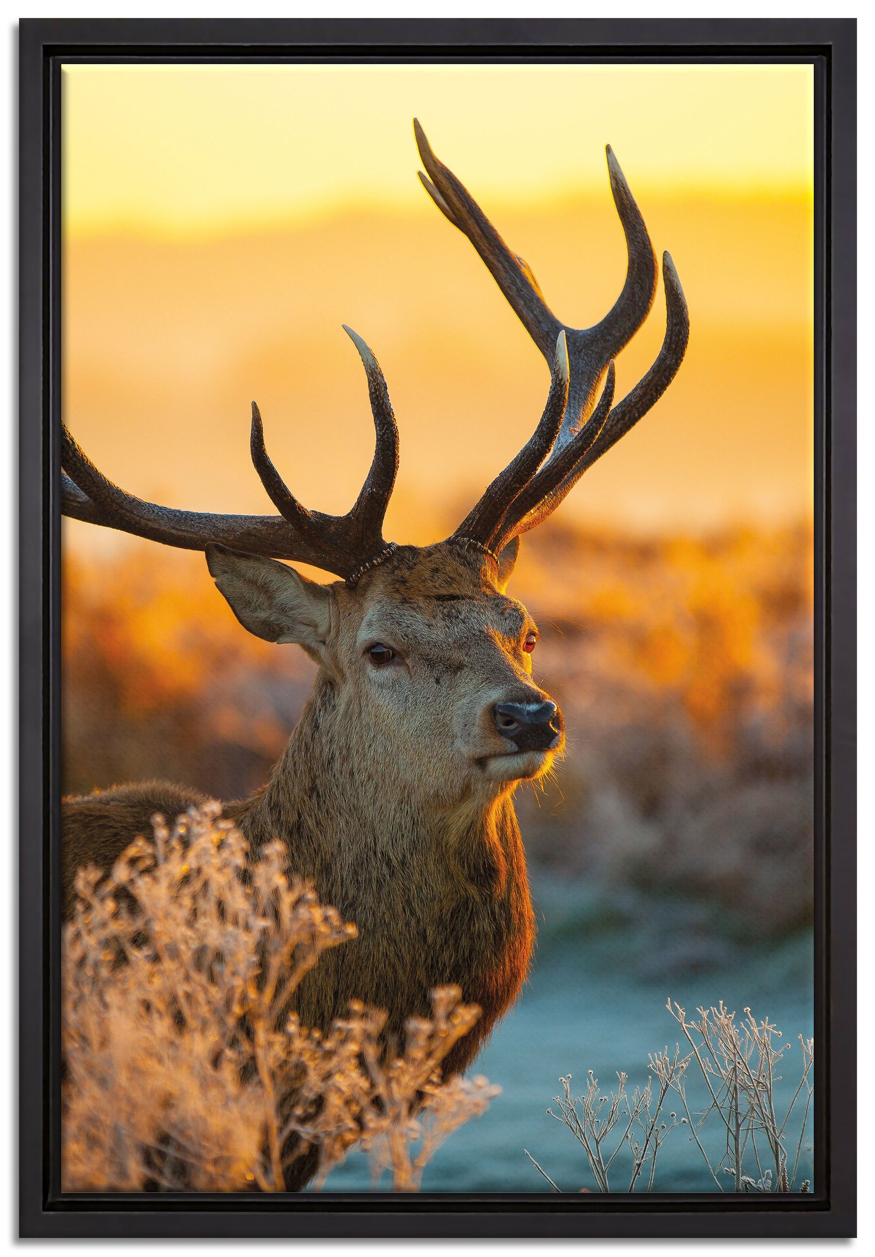 Pixxprint Leinwandbild Stolzer Hirsch auf Wiese, Wanddekoration (1 St), Leinwandbild fertig bespannt, in einem Schattenfugen-Bilderrahmen gefasst, inkl. Zackenaufhänger