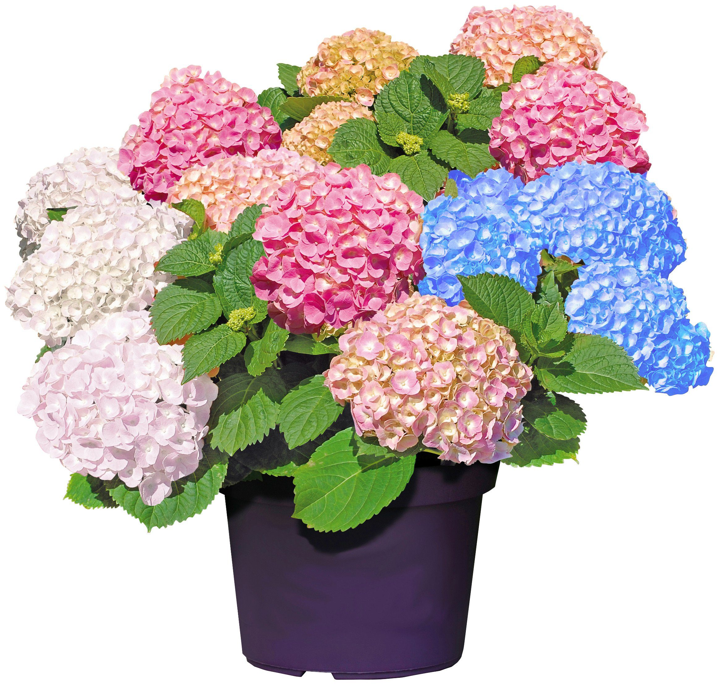 15740270?$embedded_product$