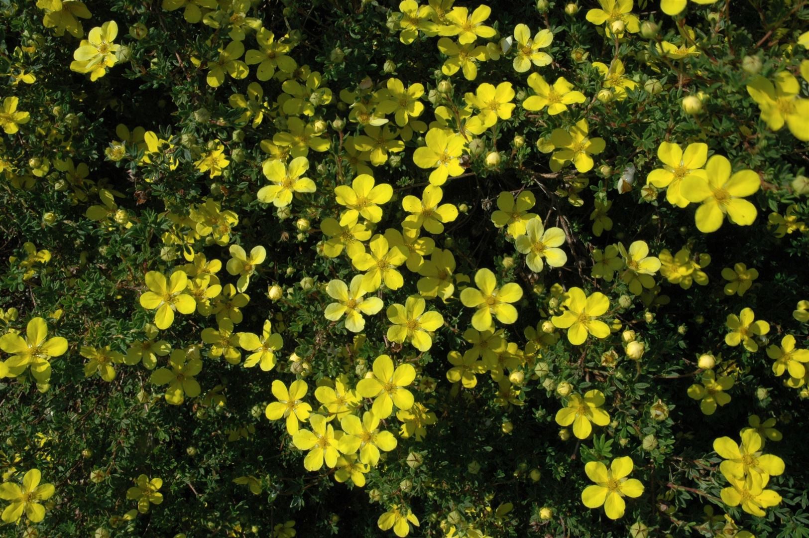 Pflanzen für Dich Bodendecker Potentilla 'gelb', 1 St., Fingerstrauch, Fünffingerstrauch, gelbblühend, kompaktwuchs