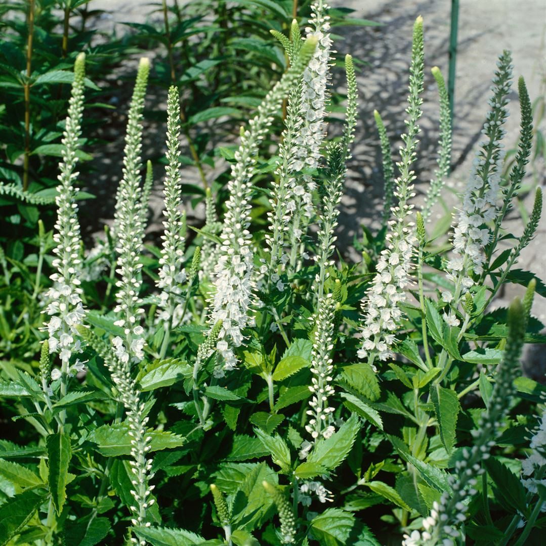Pflanzen für Dich Staude Veronica long. Schneeriesin, 1 St., Ehrenpreis, Langblättriger Ehrenpreis