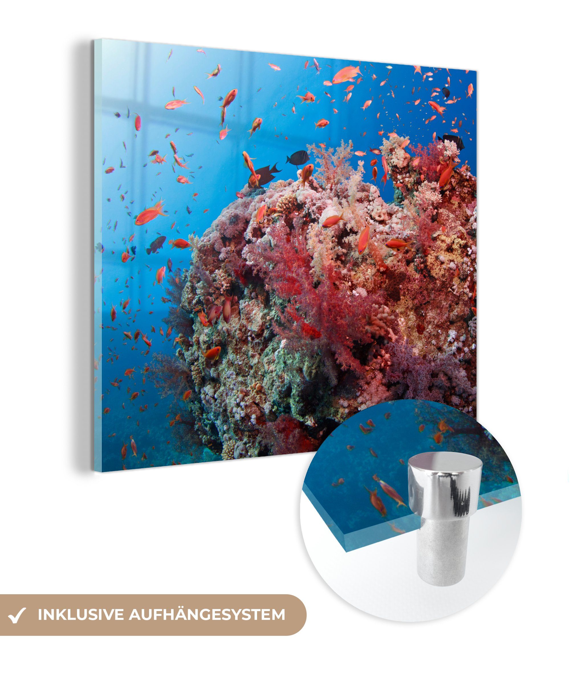 MuchoWow Acrylglasbild Rote Korallen im Ozean, (1 St), Glasbilder - Bilder auf Glas Wandbild - Foto auf Glas - Wanddekoration