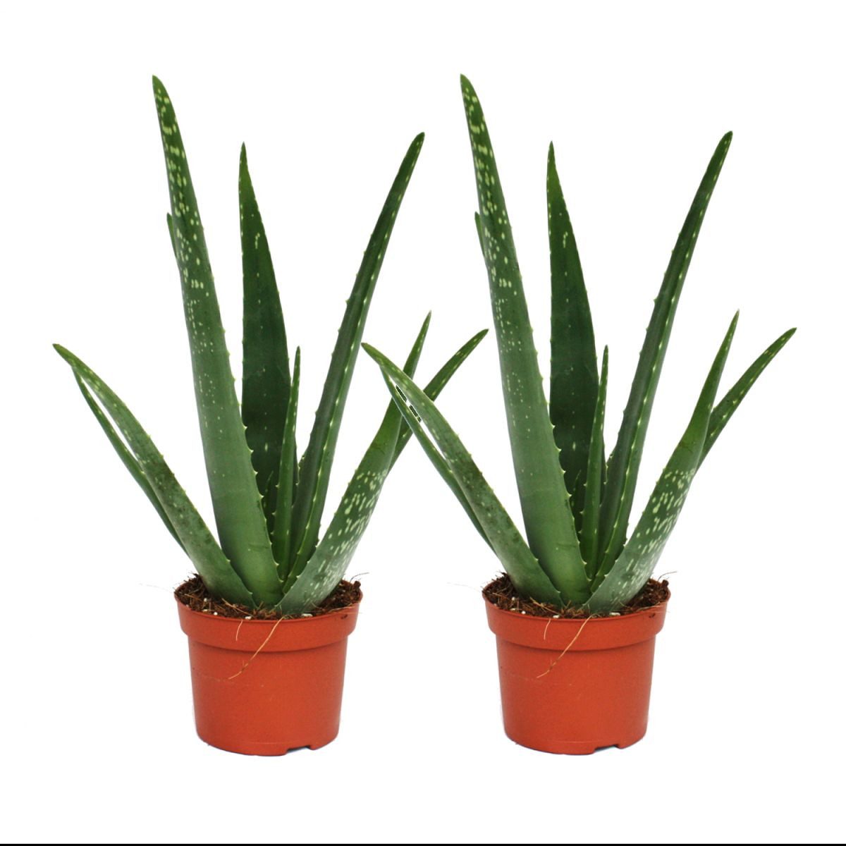 Exotenherz Sukkulente 2er Set - Aloe vera - ca. 2 Jahre alt - 10,5cm Topf
