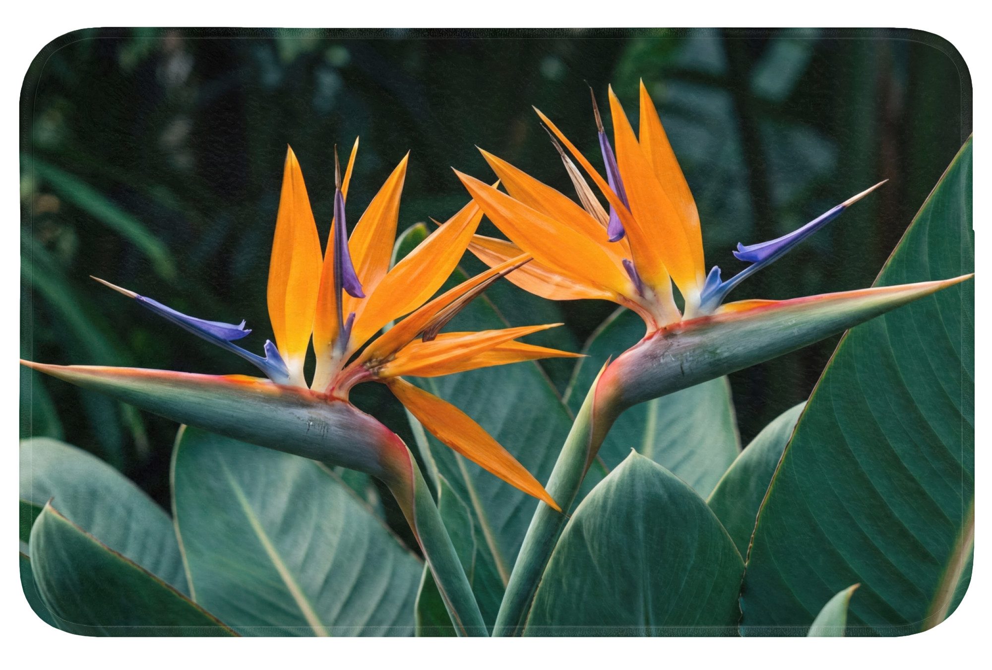 OnlyWow Badematte Paradiesvogel - Blume - Exotisch, Höhe 10 mm, Polyester, Rechteckig, Badezimmerteppich, Badteppich, Rutschfest, Duschvorleger, Duschmatte