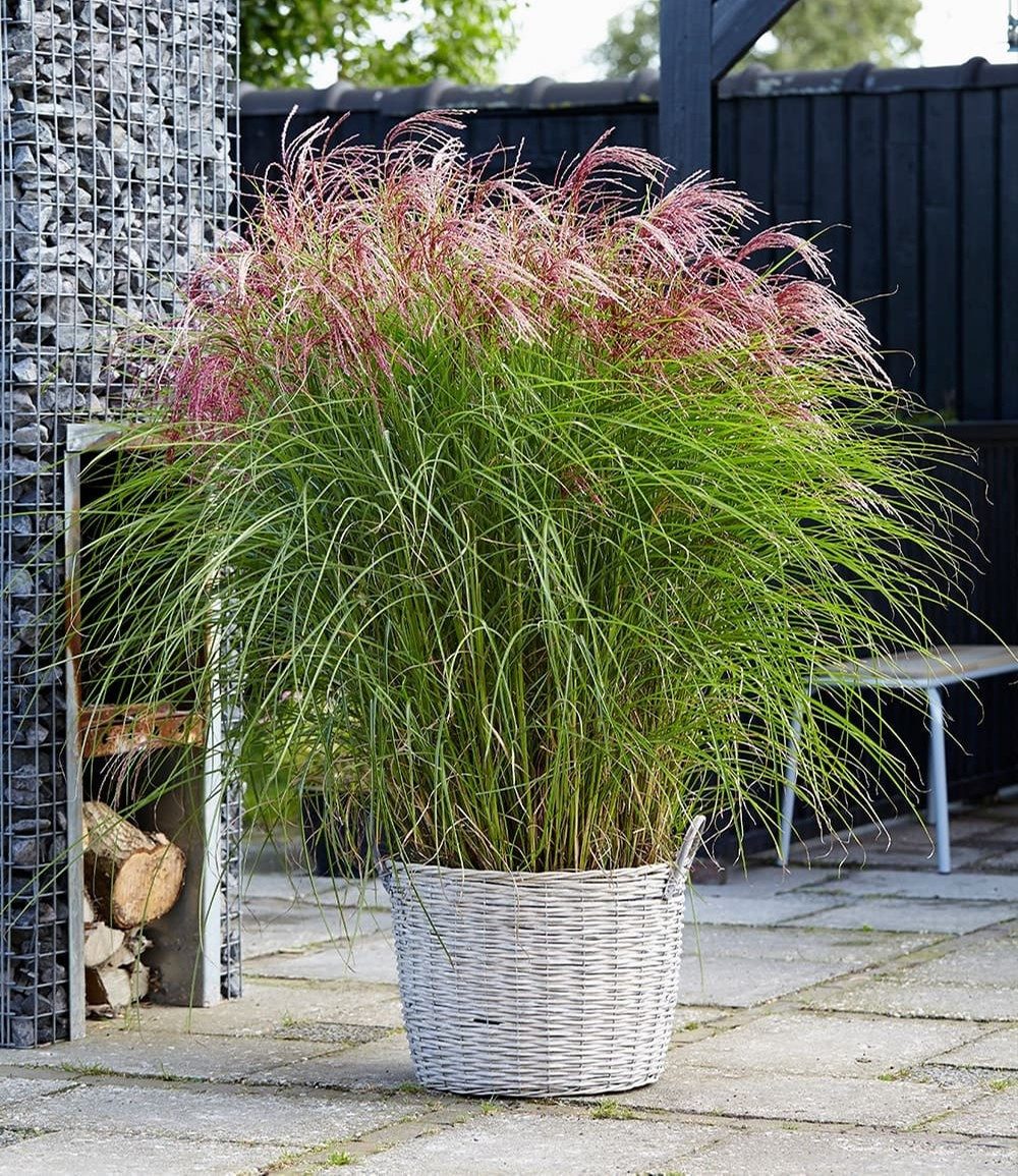 BALDUR Garten Gräser Miscanthus 'Red Cloud®', 1 St., Reichblühend, winterhart, mehrjährig, pflegeleicht