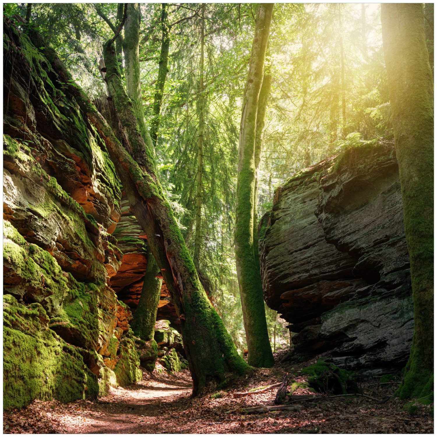 Wallario Möbelfolie Moosbewachsener Waldpfad im Sonnenlicht
