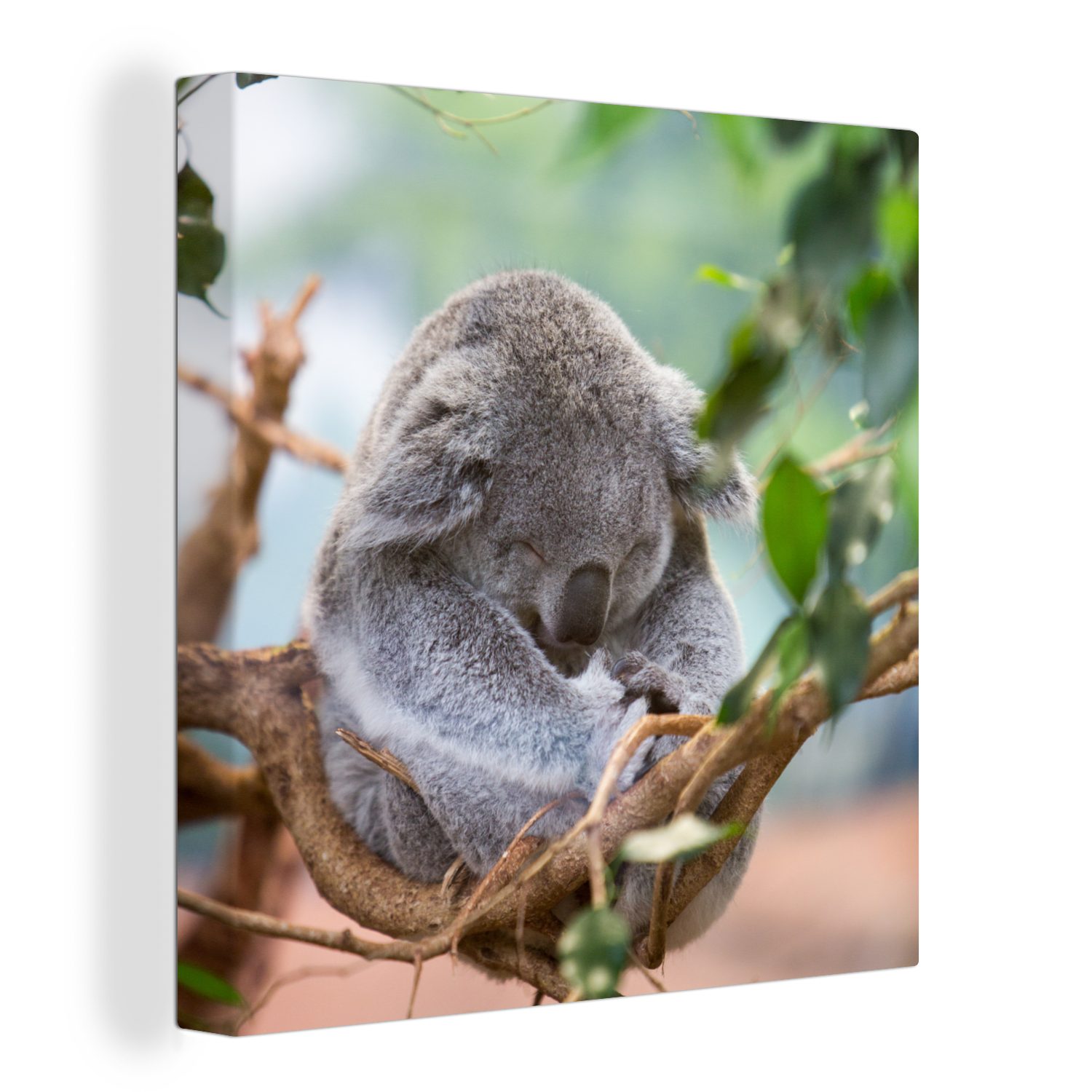 OneMillionCanvasses® Leinwandbild Koala - Zweige - Kinder - Jungen - Mädchen, (1 St), Leinwand Bilder für Wohnzimmer Schlafzimmer