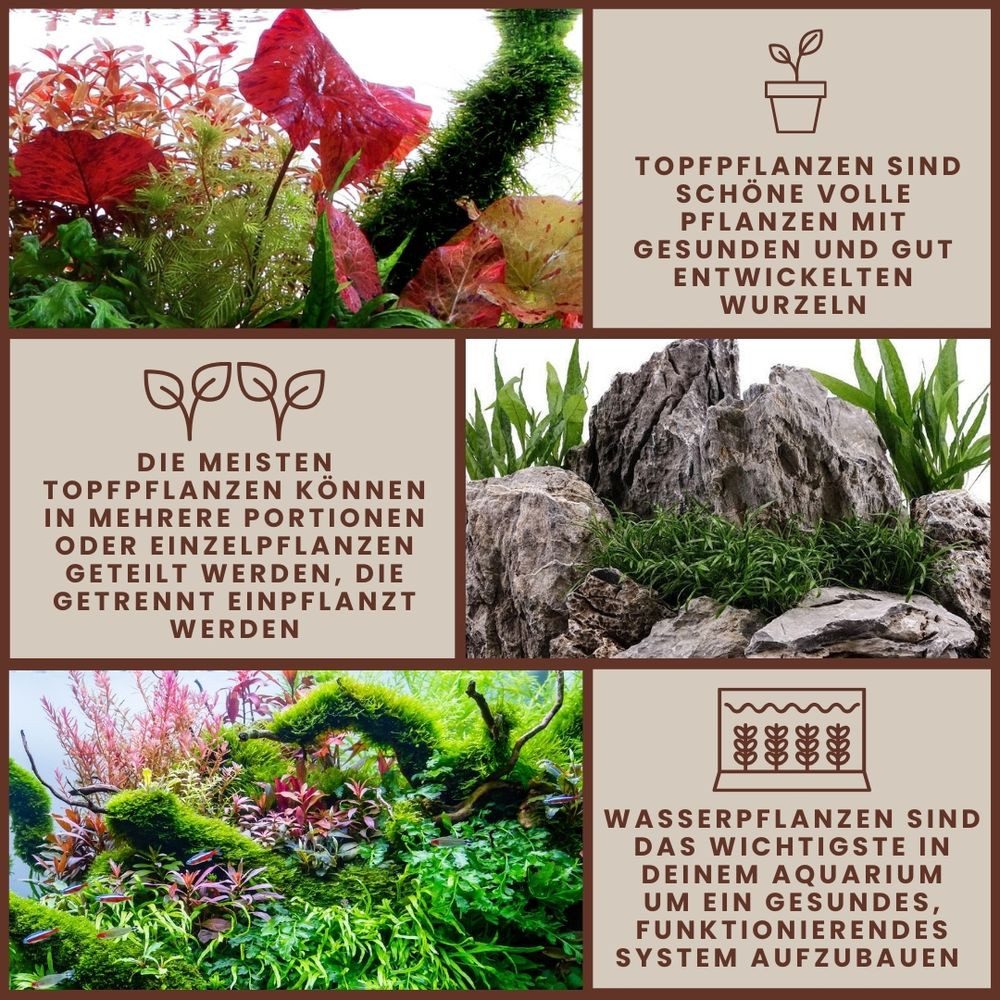 Aquaone Wasserpflanze Aquarium Pflanze Bacopa caroliniana Nr.343