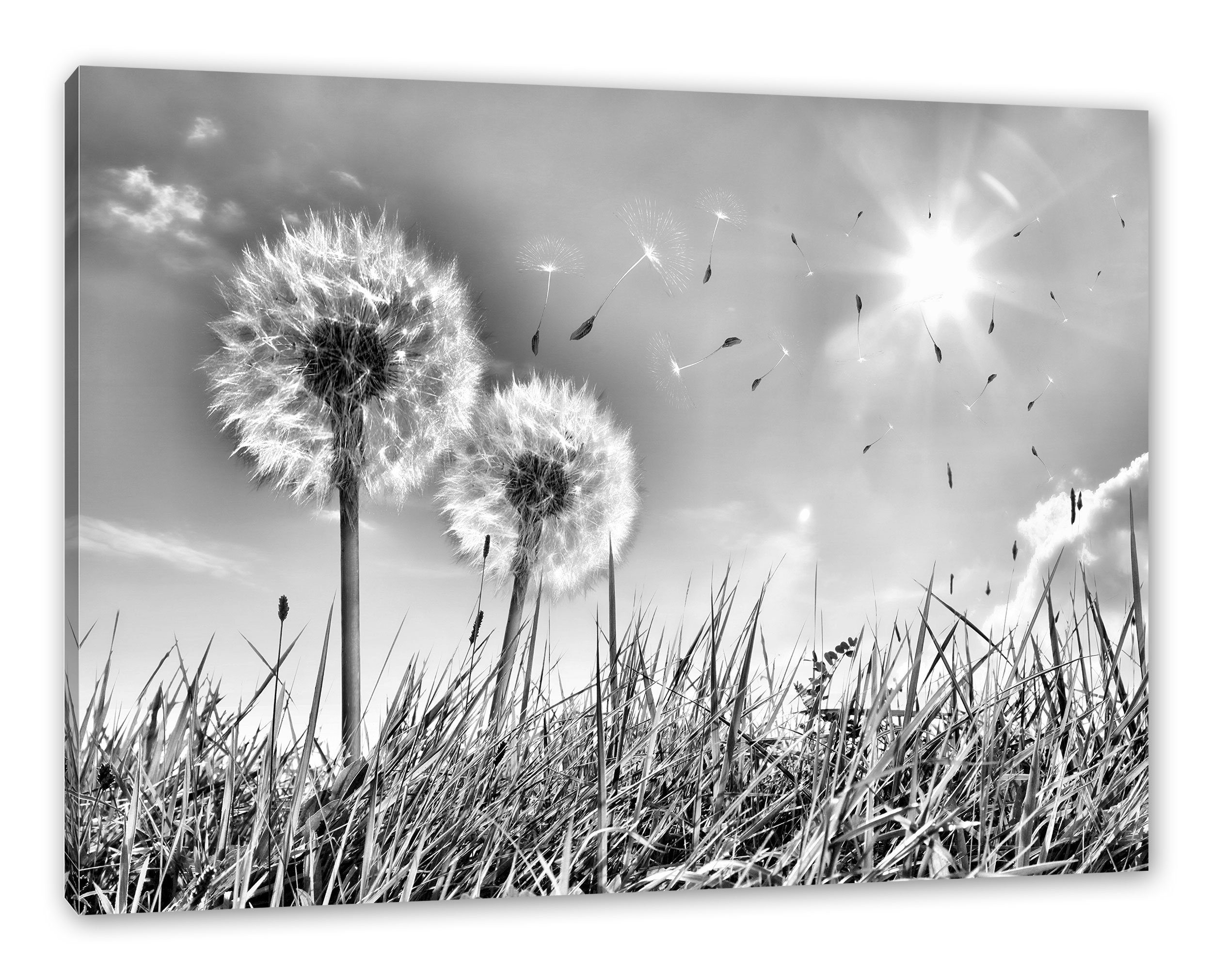 inkl. Pixxprint Zackenaufhänger auf Leinwandbild Pusteblumen St), Frühlingswiese Leinwandbild (1 auf Frühlingswiese, fertig bespannt, Pusteblumen