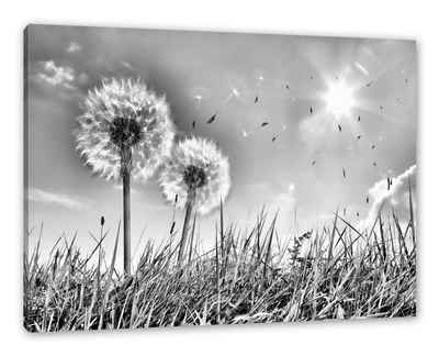 Pixxprint Leinwandbild »Pusteblumen auf Frühlingswiese«, Wanddekoration (1 St), Leinwandbild fertig bespannt, inkl. Zackenaufhänger