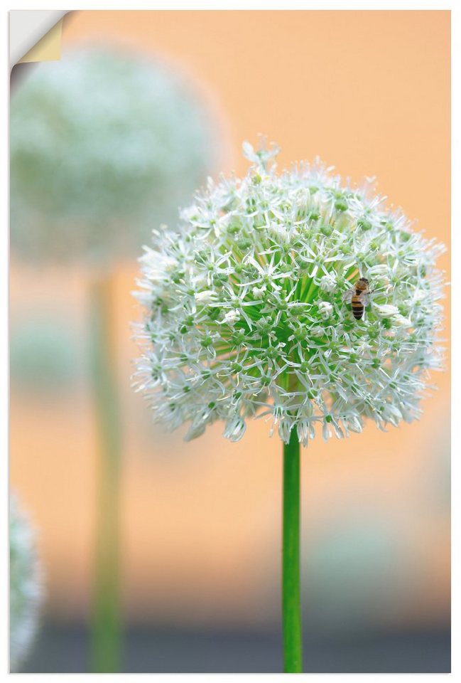 Artland Wandbild Großer Allium in Pastell, Blumen (1 St), als Leinwandbild,  Wandaufkleber in verschied. Größen