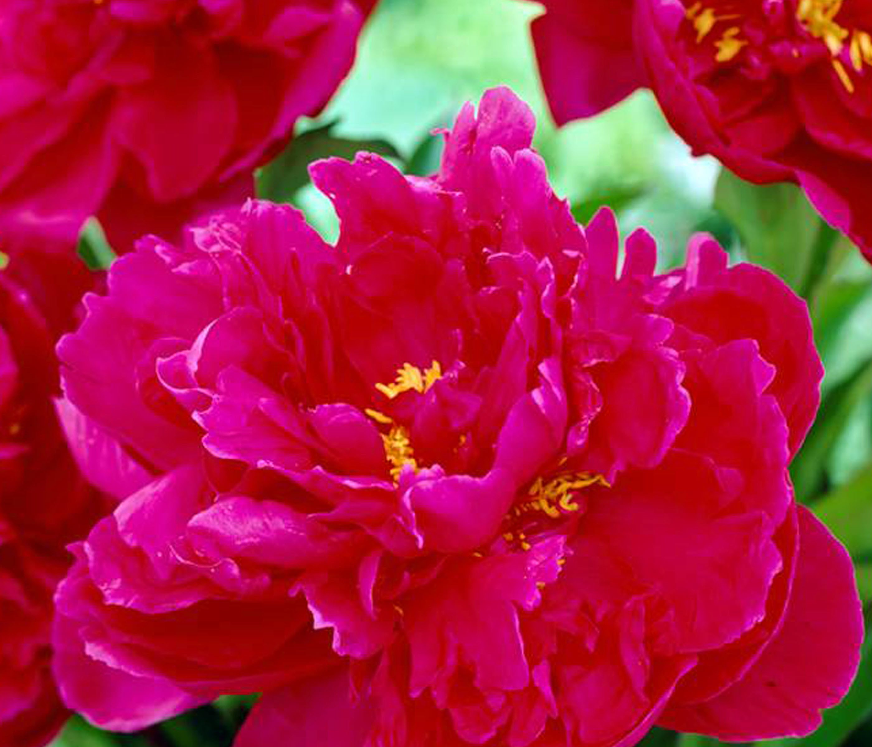 Dehner Staude Edel-Pfingstrose, gefüllte / duftende Blüten, 20-30 cm, 2 l Topf