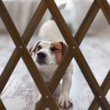 relaxdays Universalschutzgitter Ausziehbares Hundeabsperrgitter in Braun