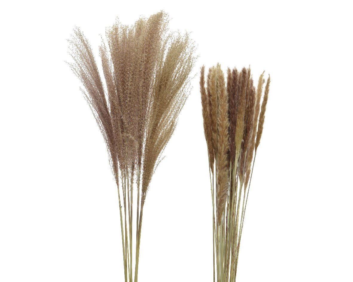 Trockenblume, Decoris season decorations, Trockenblumen Pampasgras Gräser 75-105cm natur braun 2er Set