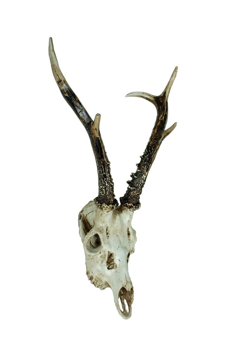 Gravidus Dekogeweih 2er Set künstliches Geweih Schädel Kopf Gehörn Trophäe Reh