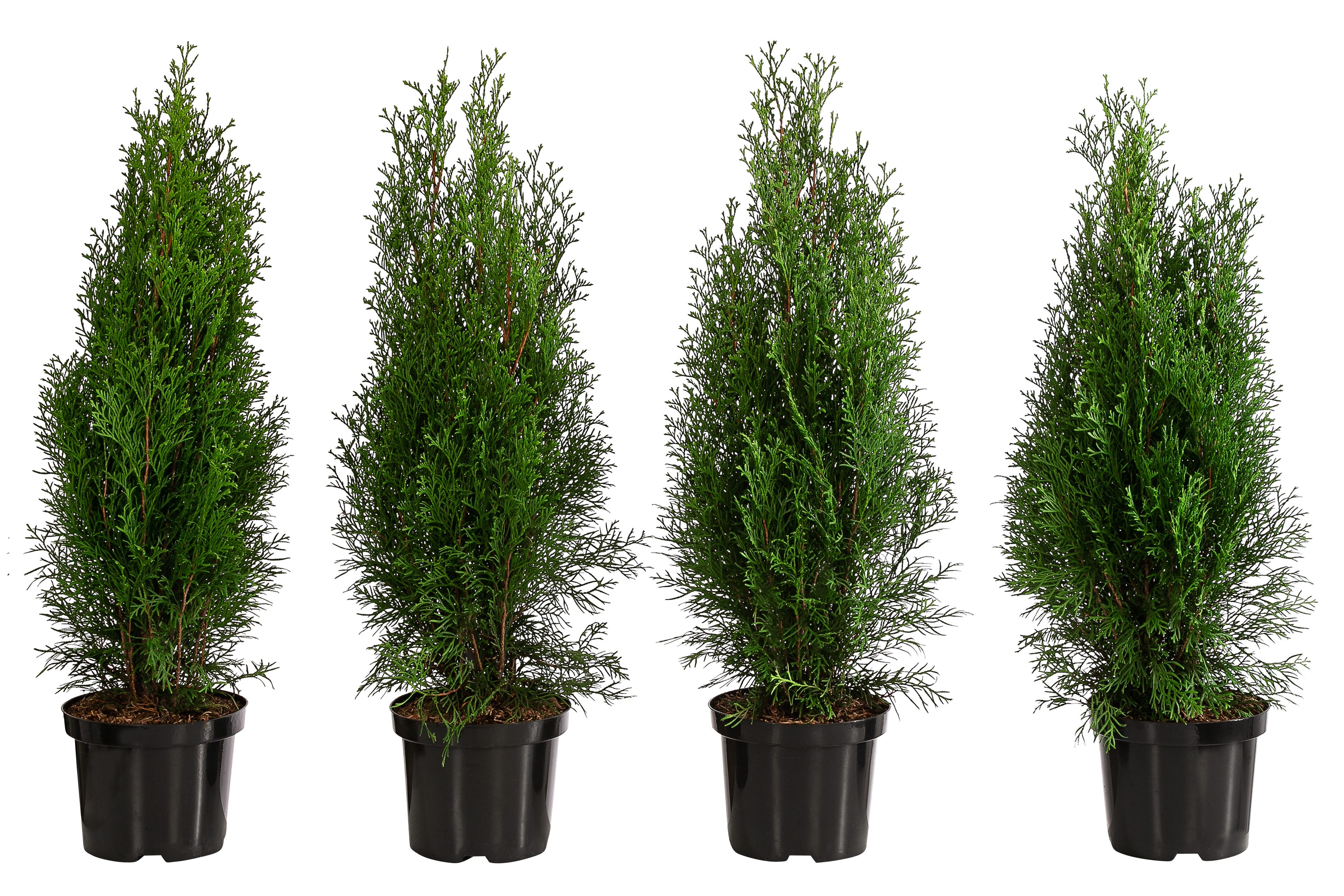 Dehner Hecken Lebensbaum Smaragd, Thuja, 4 x ca. 60 - 70 cm, immergrüne Sichtschutz-Hecke