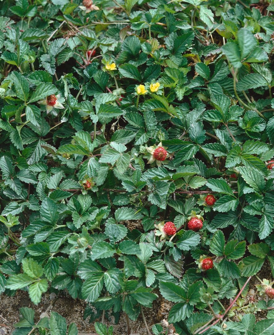 Pflanzen für Dich Staude Duchesnea indica, 1 St., Indisches Scheinerdbeer, Scheinerdbeere