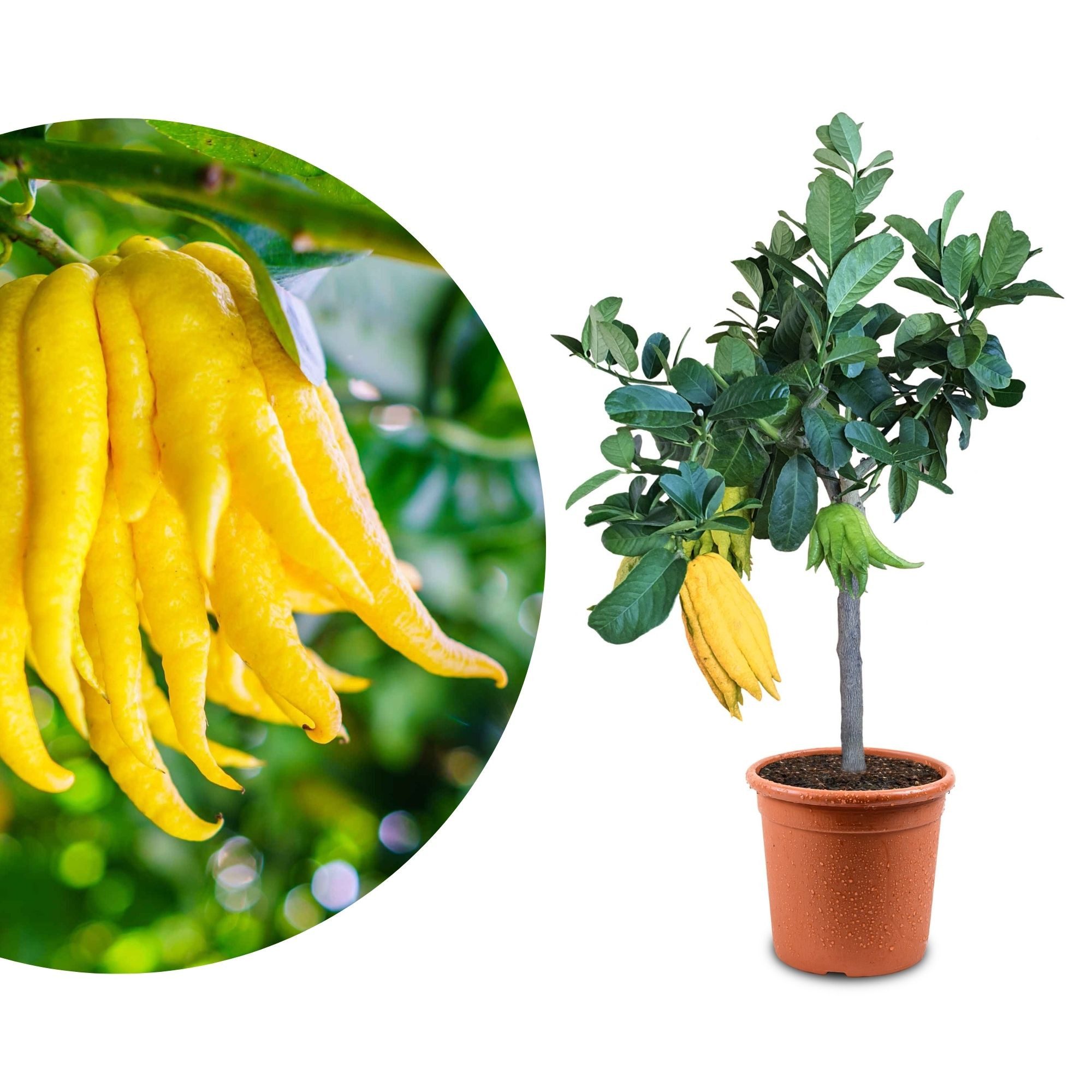 Meine Orangerie Zitronenbaum Buddhas Hand - Citrus medica ‘Digitata’, echte Buddhas Hand Zitrone, professionell veredelter und fruchtreifer Zitrusbaum