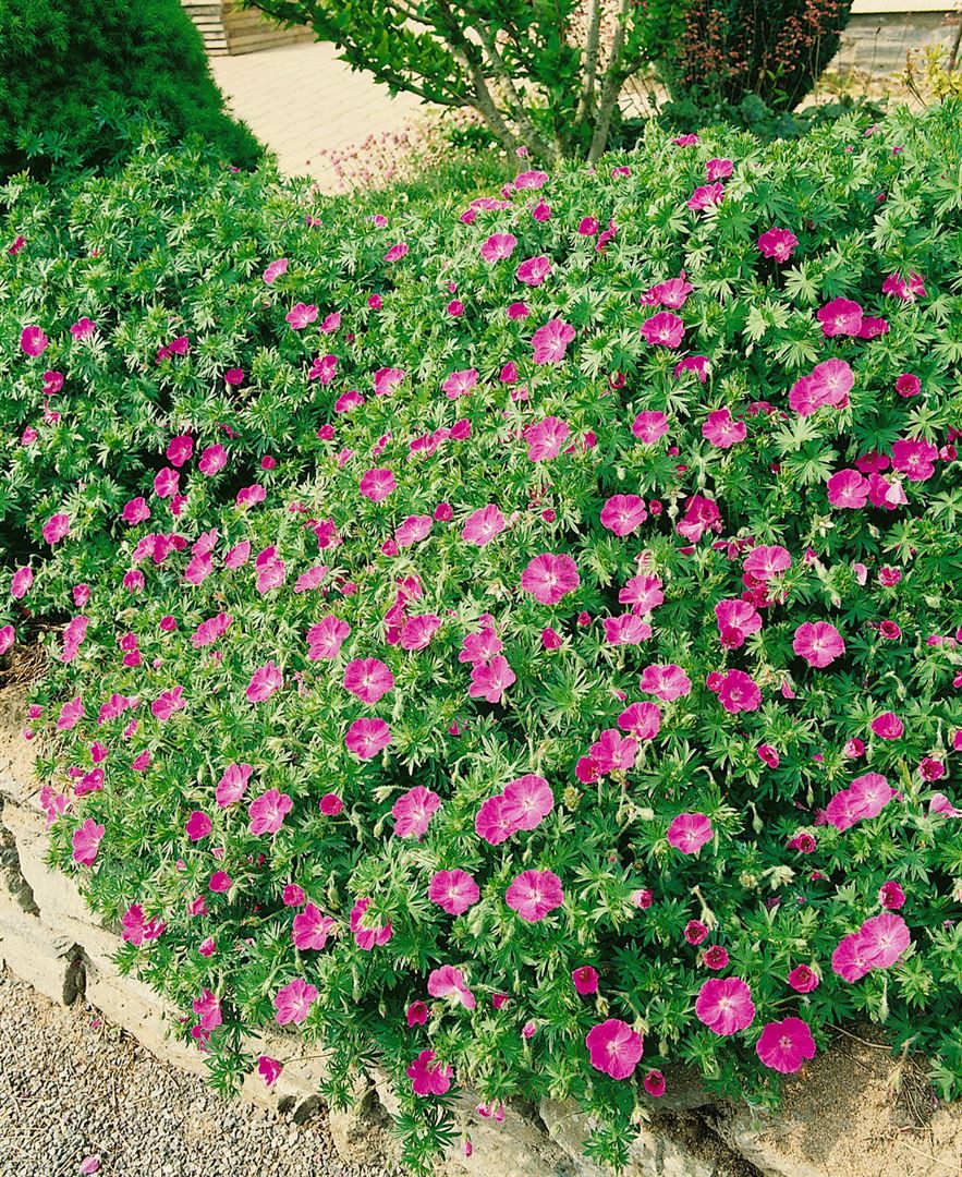 Pflanzen für Dich Staude Geranium sanguineum 'Inverness', 1 St., Blut-Storchschnabel, Storchschnabel